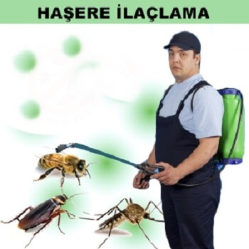 Murgul Böcek İlaçlama